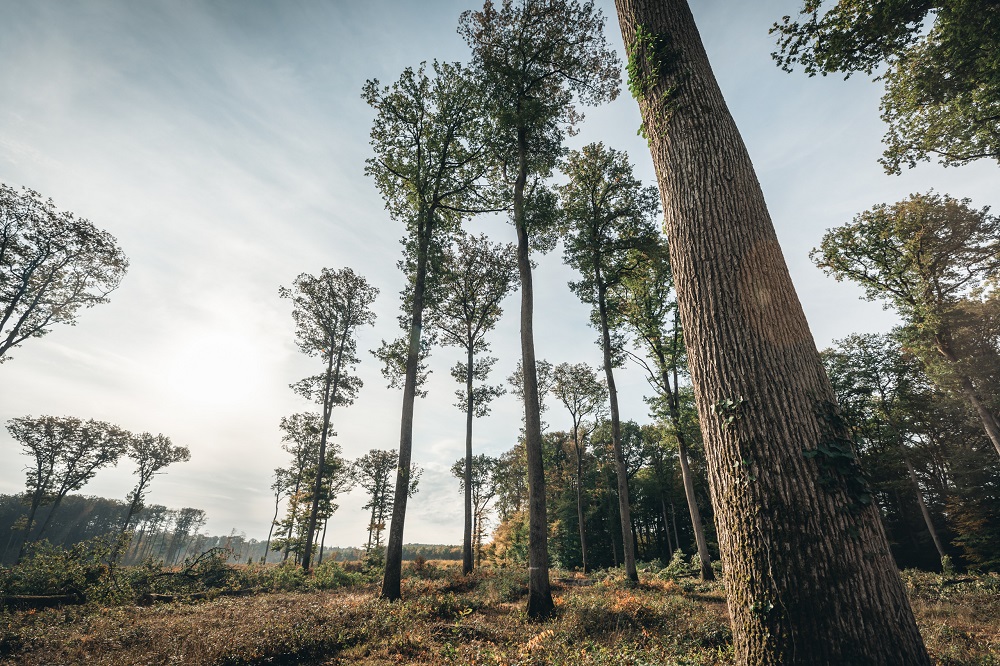 La merranderie, étape essentielle à la production des barriques de spiritueux – 1ère partie